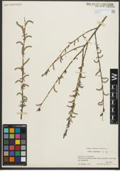 Foto von Salix purpurea L.